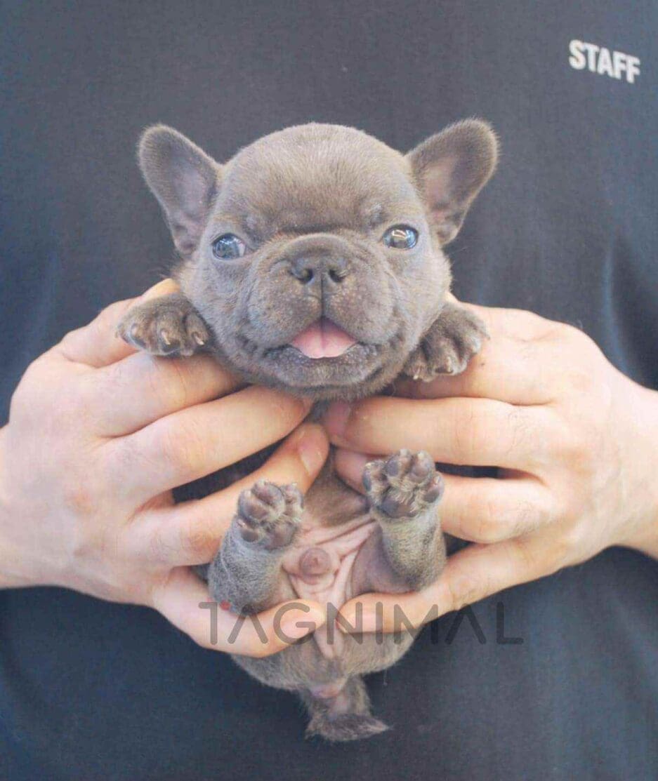 French Bulldog puppy for sale, dog for sale at Tagnimal