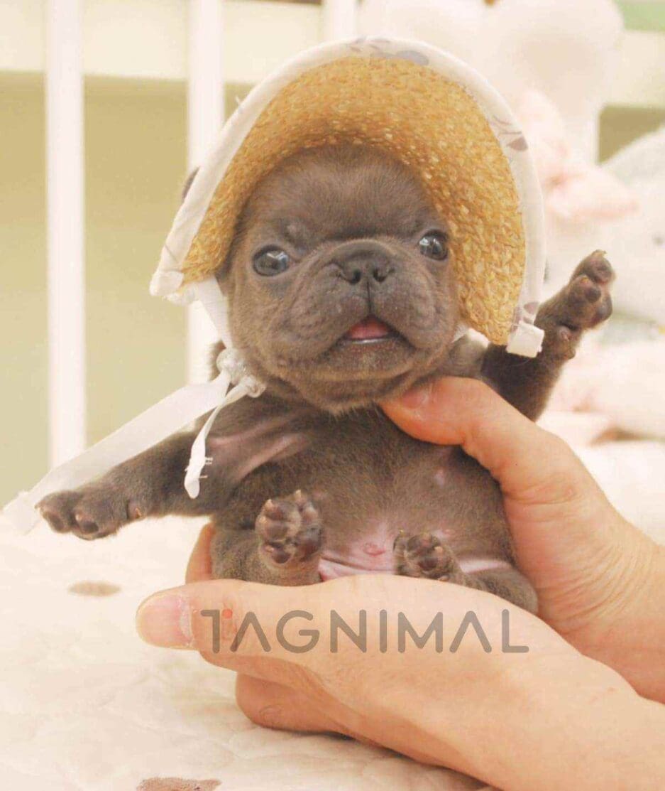 French Bulldog puppy for sale, dog for sale at Tagnimal