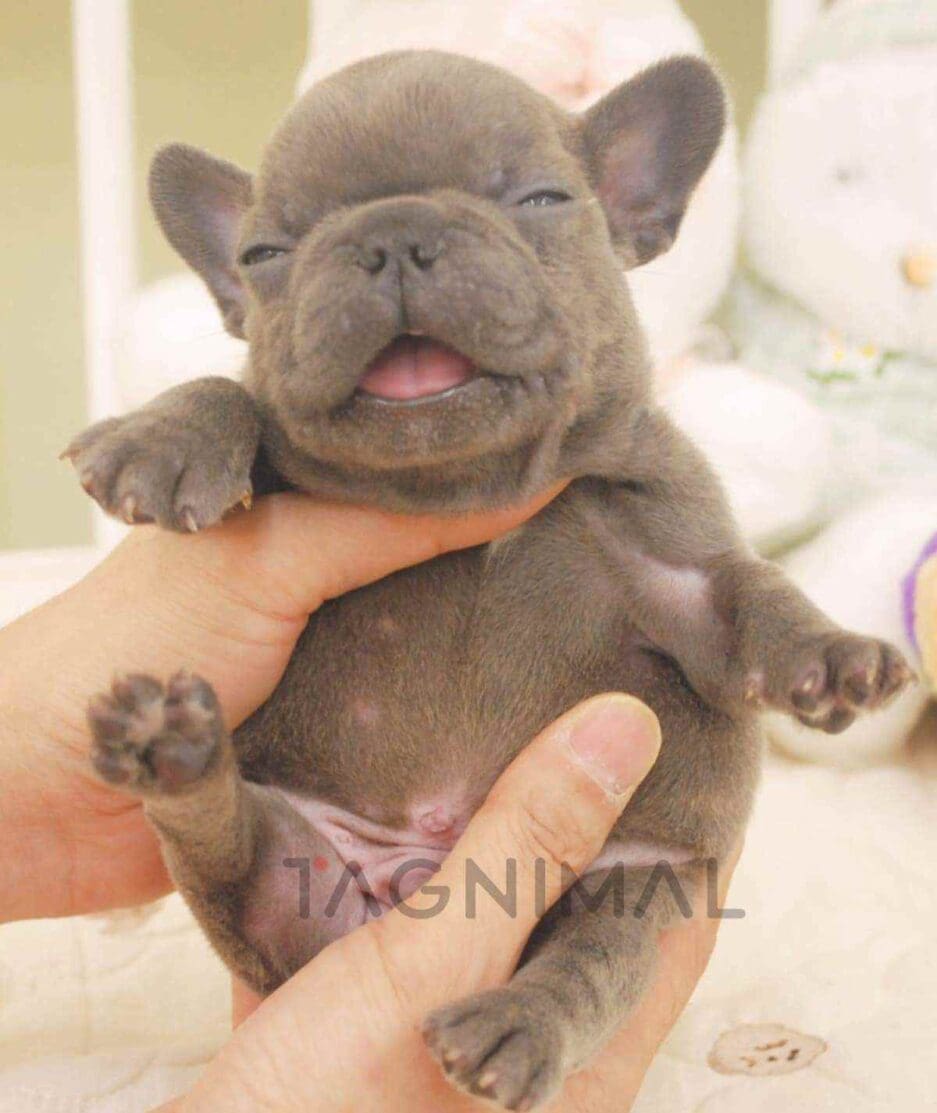 French Bulldog puppy for sale, dog for sale at Tagnimal