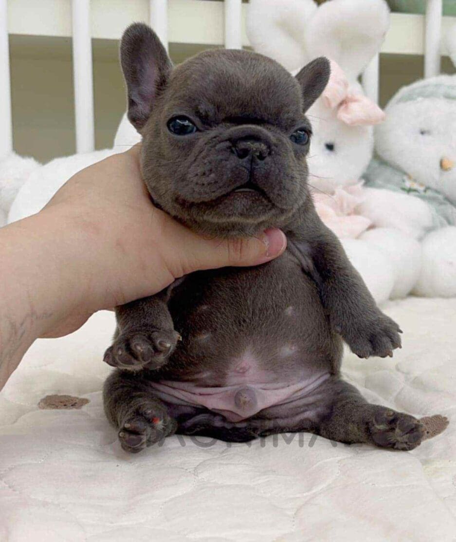 French Bulldog puppy for sale, dog for sale at Tagnimal