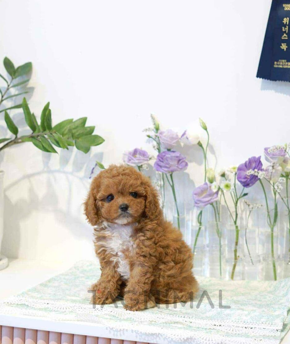 Goldendoodle puppy for sale, dog for sale at Tagnimal