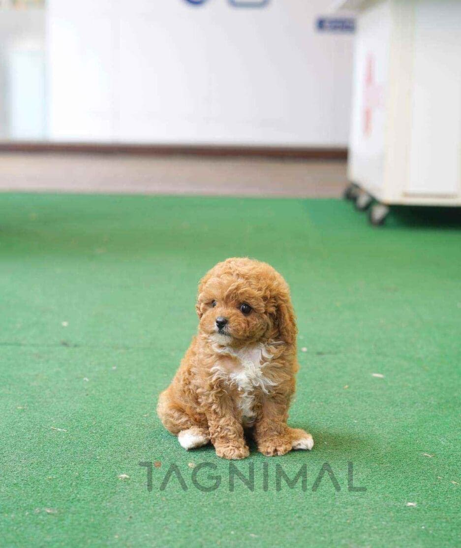 Goldendoodle puppy for sale, dog for sale at Tagnimal