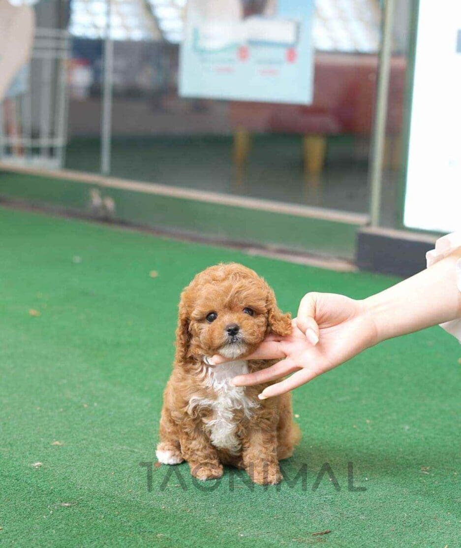 Goldendoodle puppy for sale, dog for sale at Tagnimal