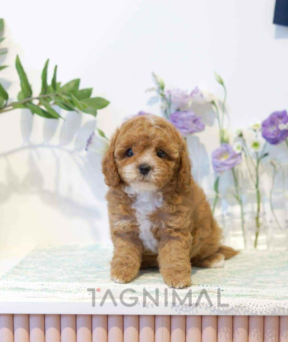 Goldendoodle puppy for sale, dog for sale at Tagnimal