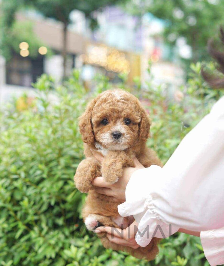 Goldendoodle puppy for sale, dog for sale at Tagnimal