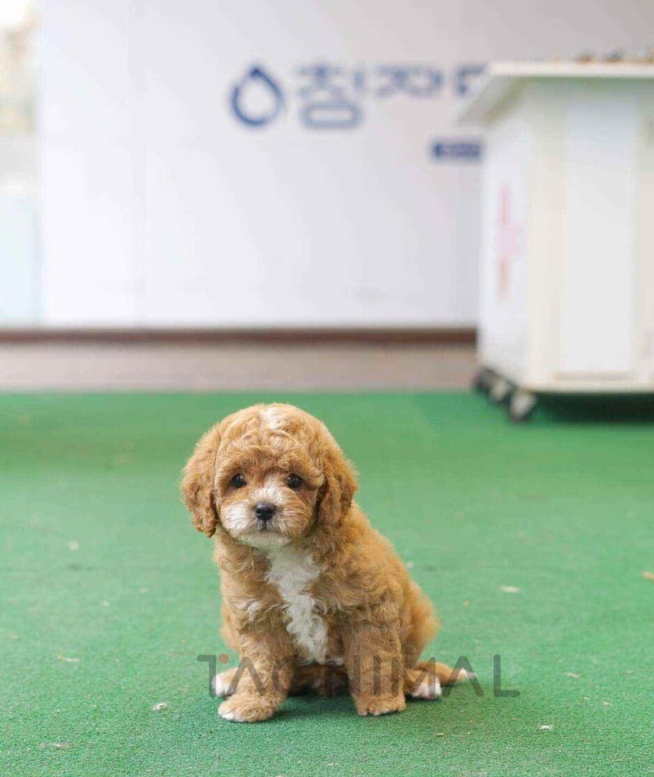 Goldendoodle puppy for sale, dog for sale at Tagnimal