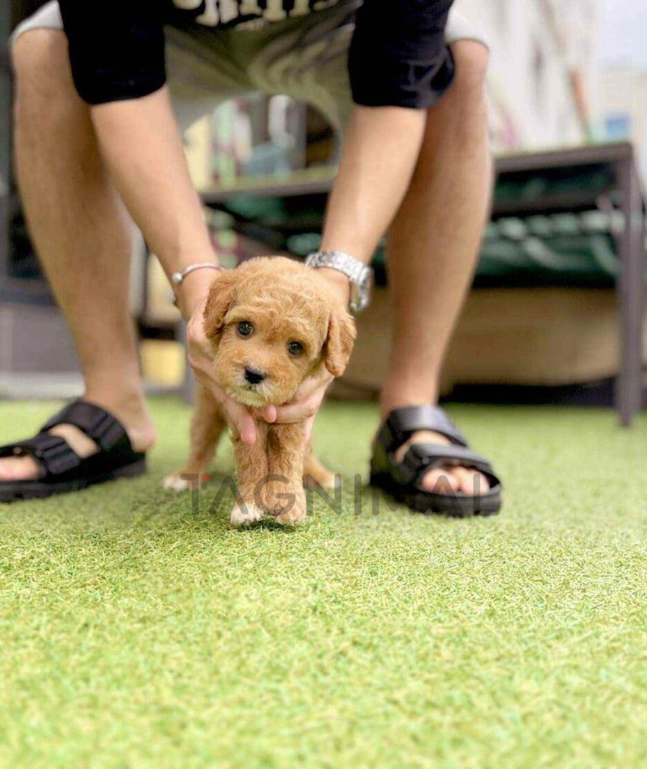 Goldendoodle puppy for sale, dog for sale at Tagnimal