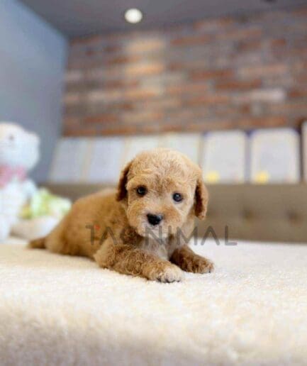 Goldendoodle puppy for sale, dog for sale at Tagnimal