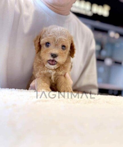 Goldendoodle puppy for sale, dog for sale at Tagnimal