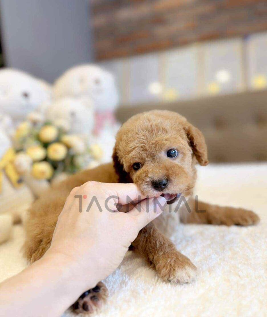 Goldendoodle puppy for sale, dog for sale at Tagnimal