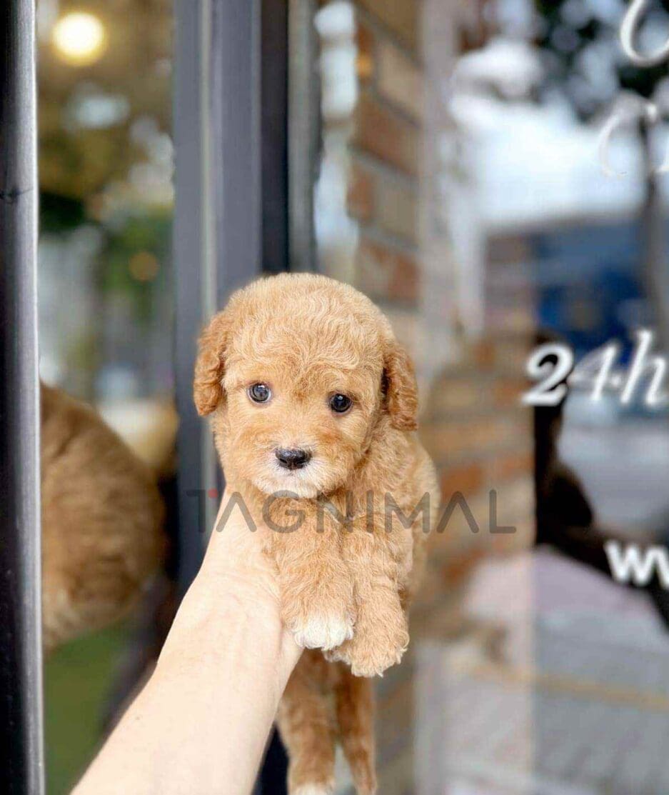 Goldendoodle puppy for sale, dog for sale at Tagnimal