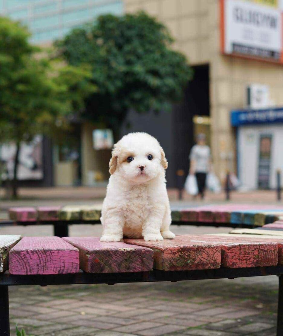 Goldendoodle puppy for sale, dog for sale at Tagnimal