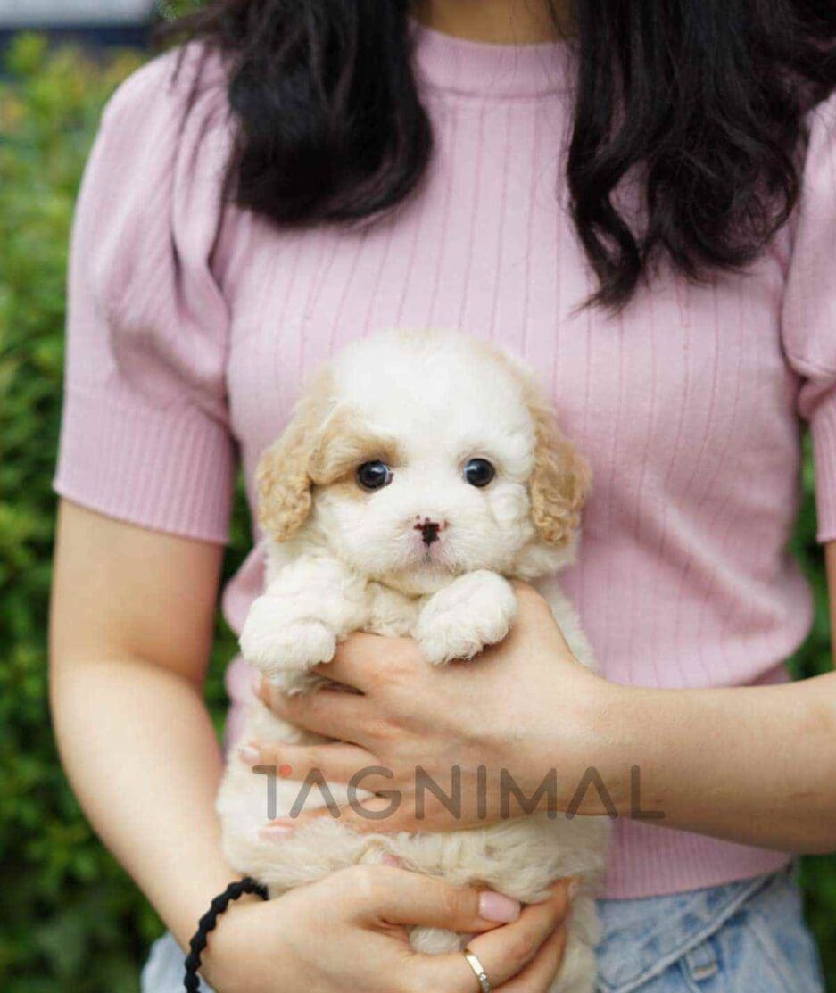 Goldendoodle puppy for sale, dog for sale at Tagnimal