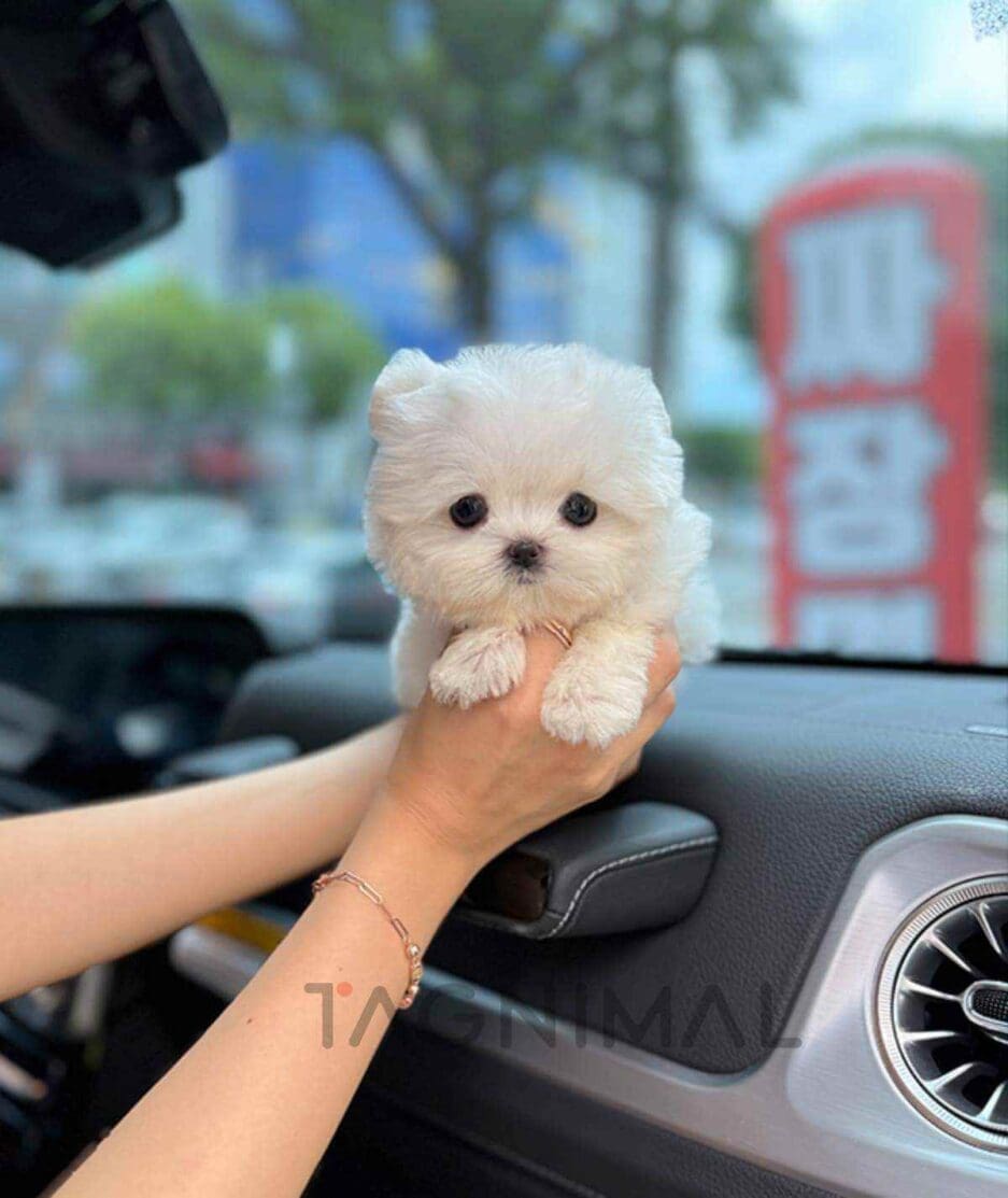 Maltese puppy for sale, dog for sale at Tagnimal