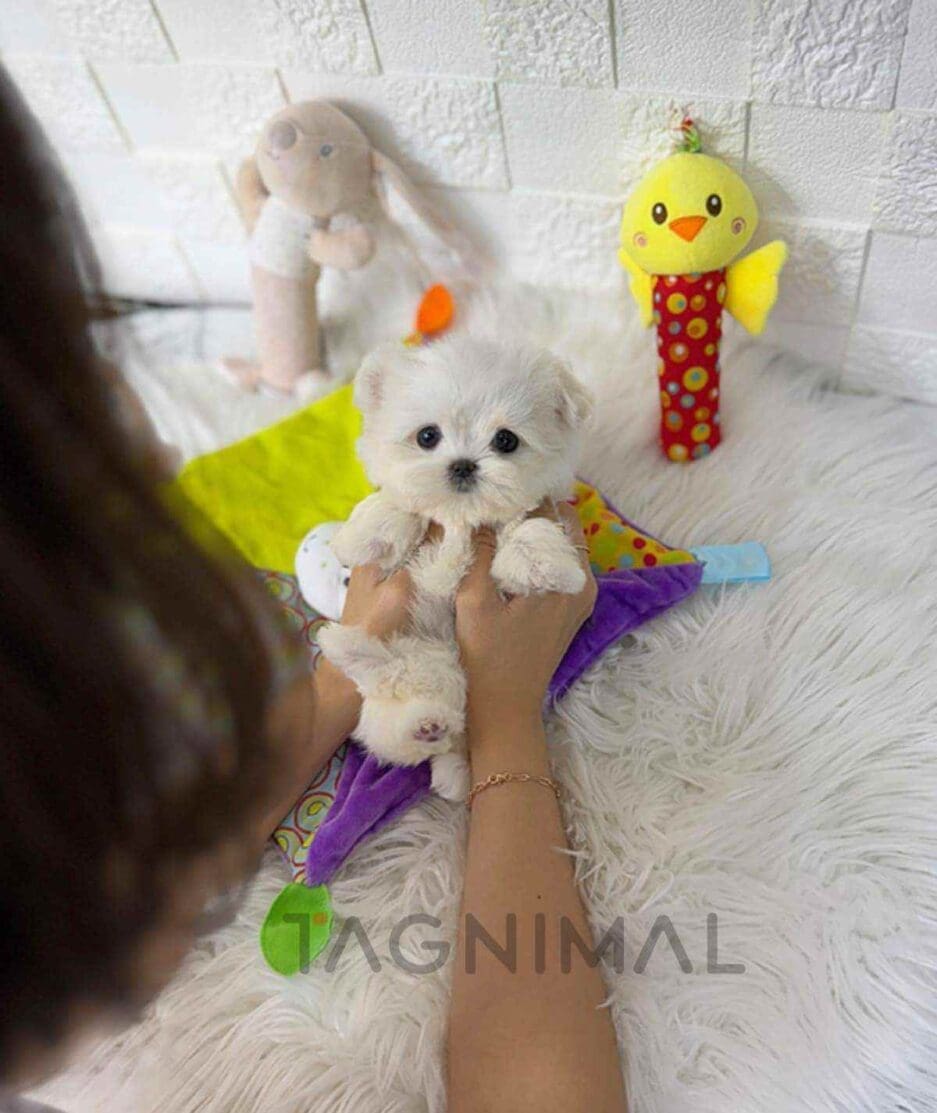 Maltese puppy for sale, dog for sale at Tagnimal