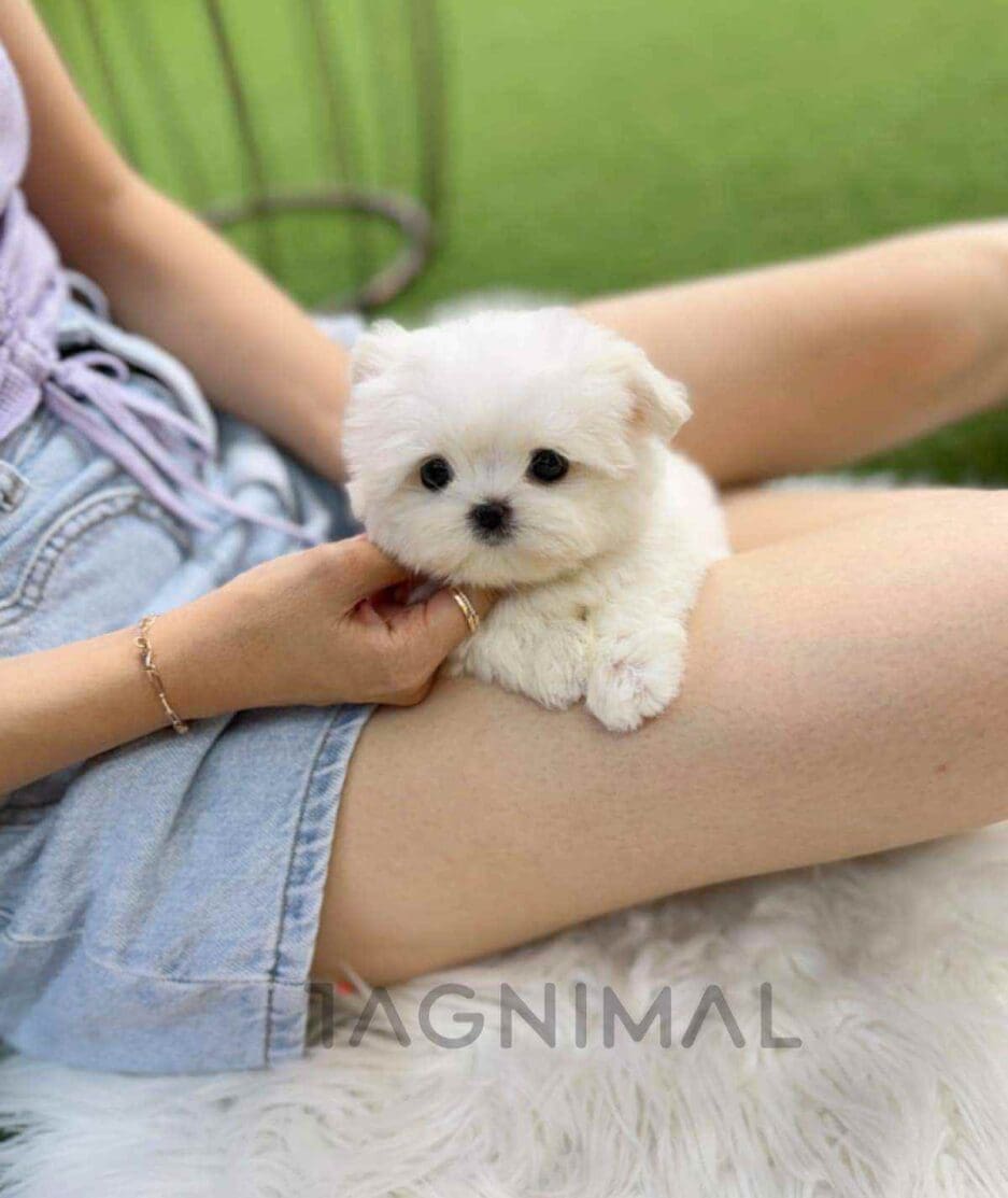 Maltese puppy for sale, dog for sale at Tagnimal