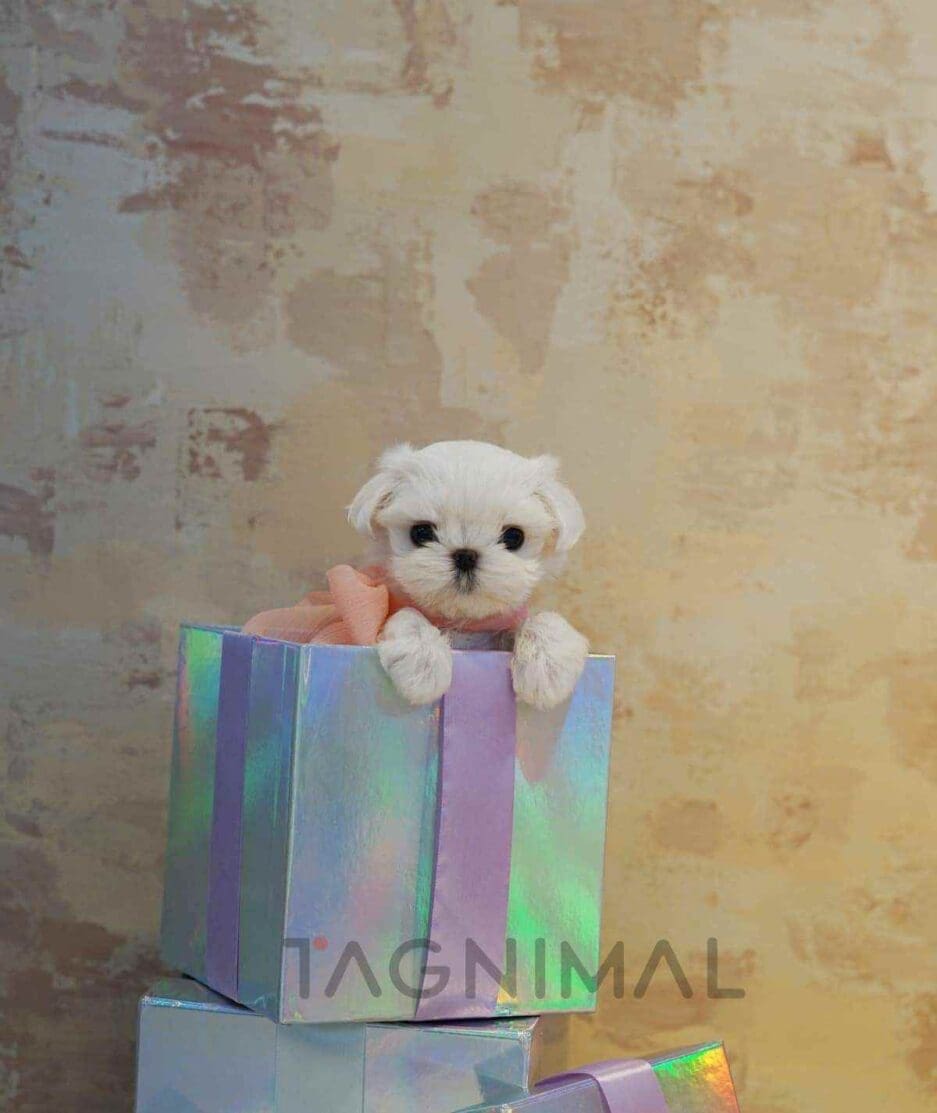 Maltese puppy for sale, dog for sale at Tagnimal