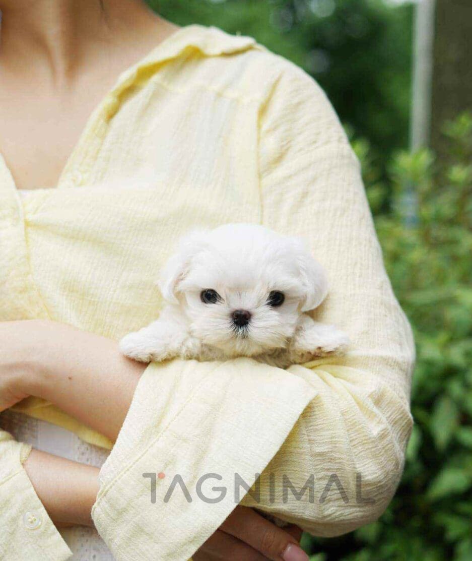 Maltese puppy for sale, dog for sale at Tagnimal