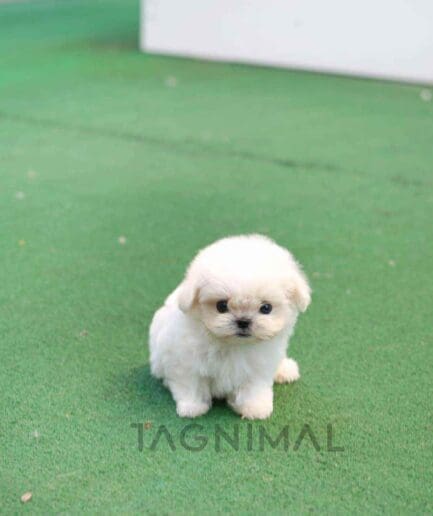 Maltese puppy for sale, dog for sale at Tagnimal