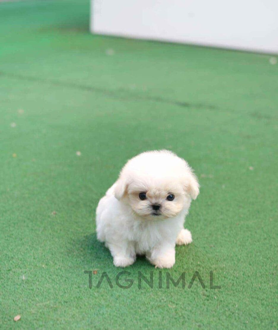 Maltese puppy for sale, dog for sale at Tagnimal