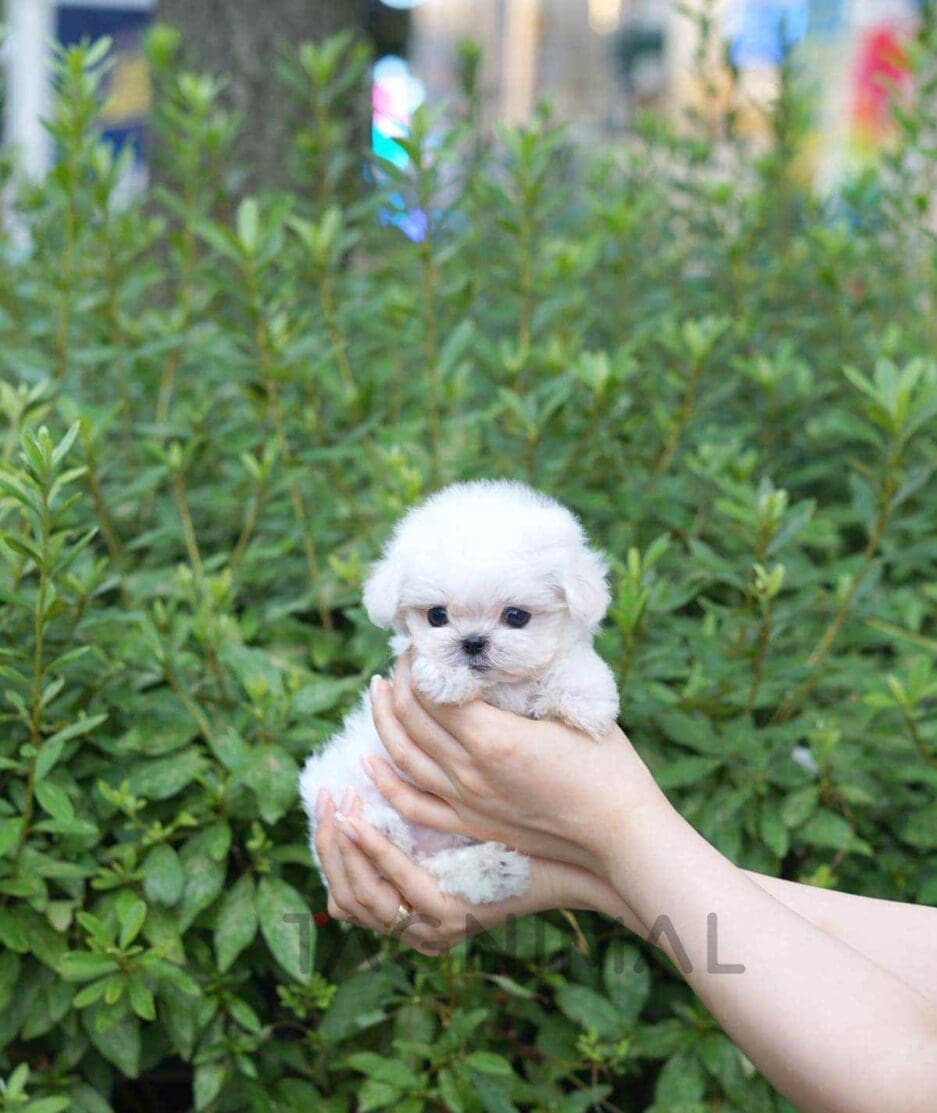 Maltese puppy for sale, dog for sale at Tagnimal