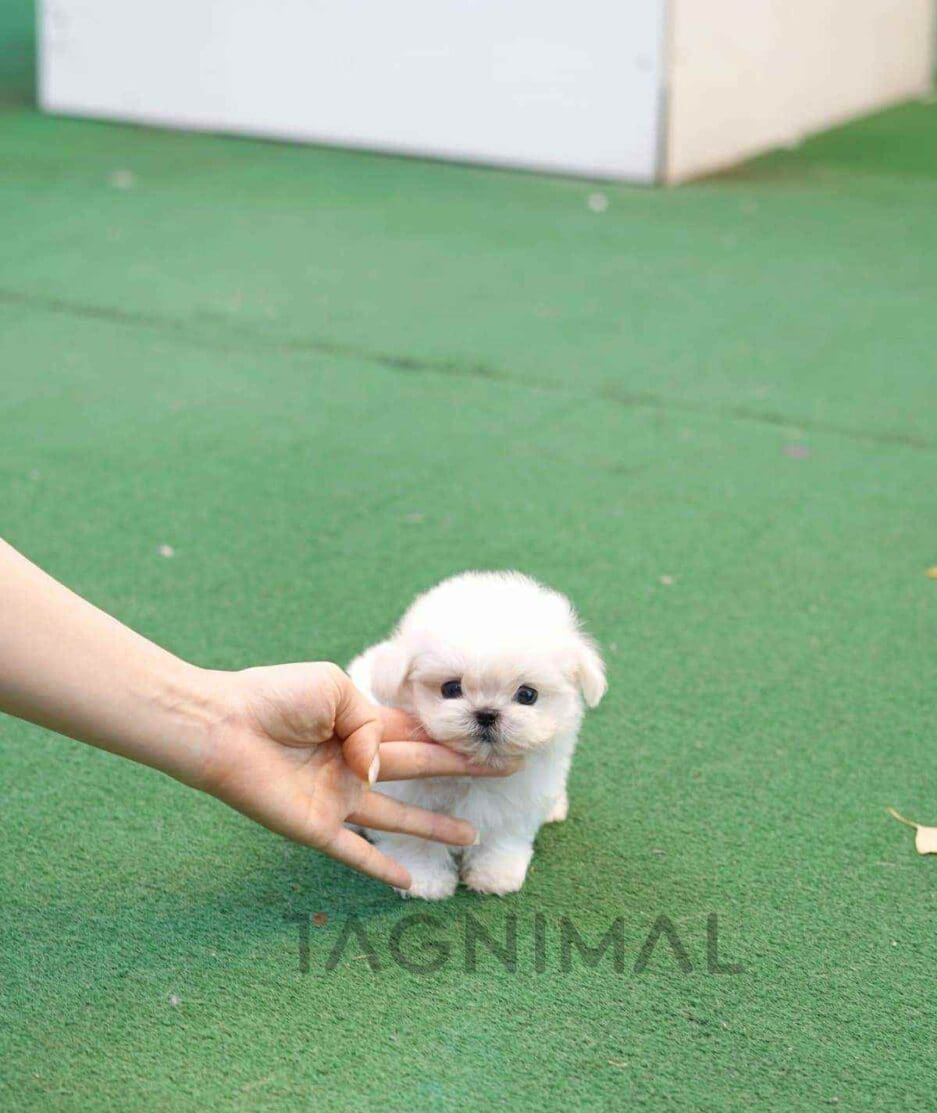 Maltese puppy for sale, dog for sale at Tagnimal