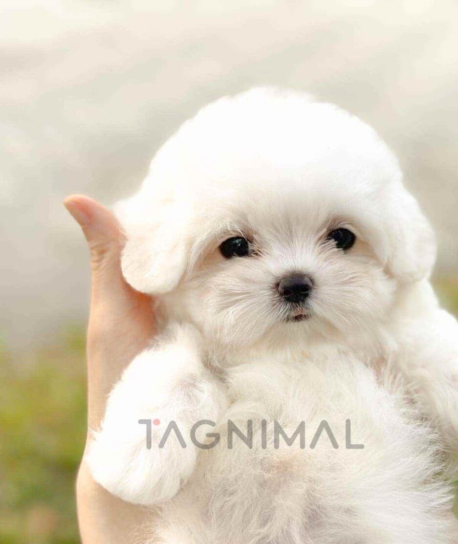 Maltese puppy for sale, dog for sale at Tagnimal