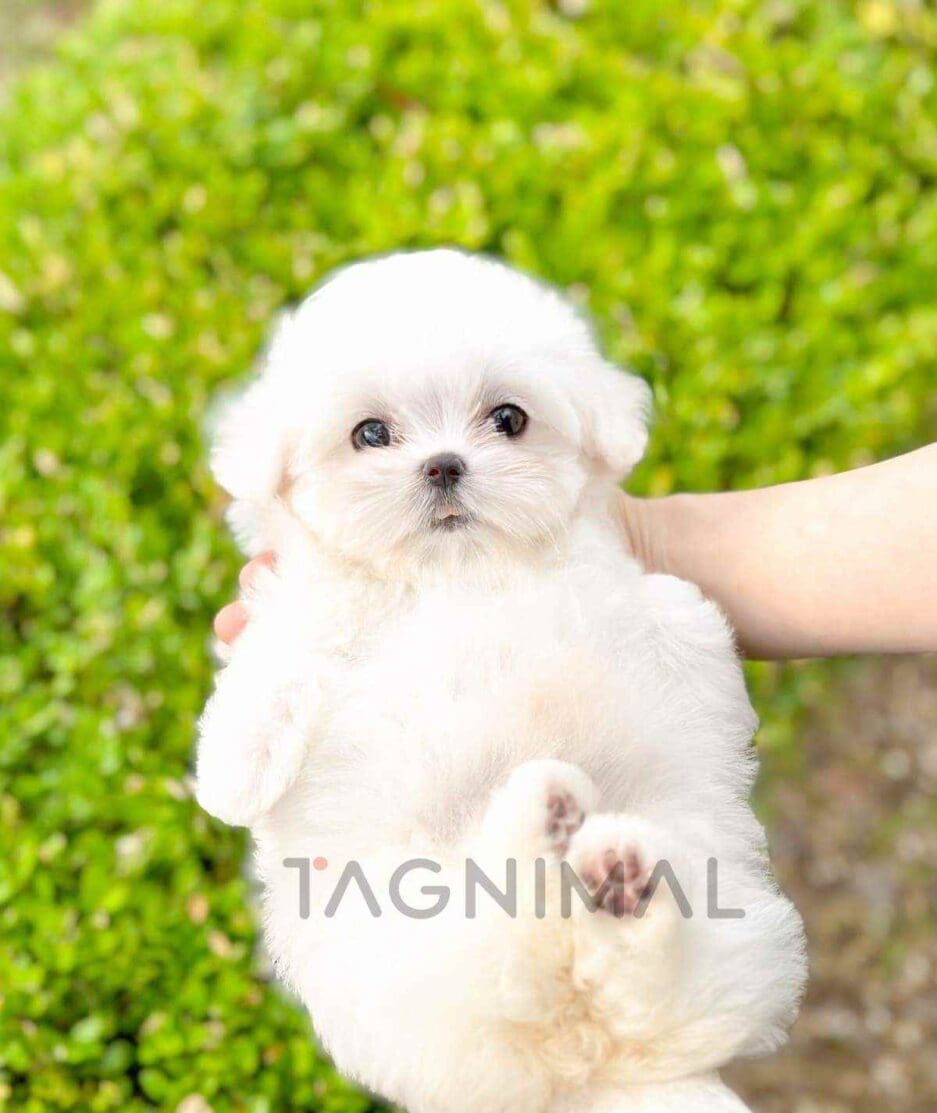 Maltese puppy for sale, dog for sale at Tagnimal