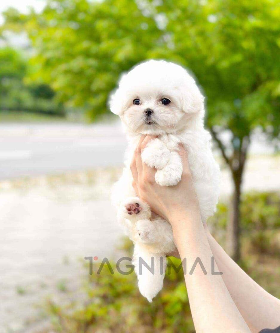 Maltese puppy for sale, dog for sale at Tagnimal