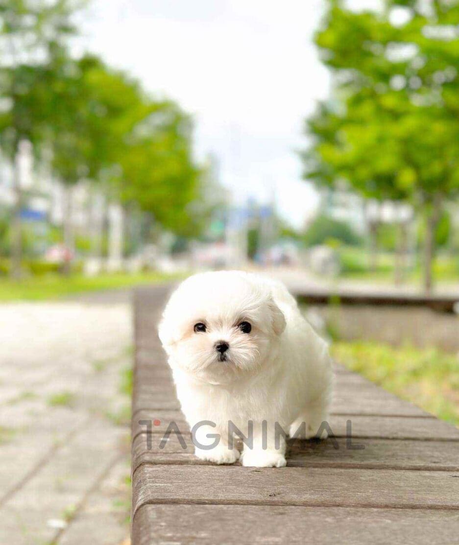 Maltese puppy for sale, dog for sale at Tagnimal