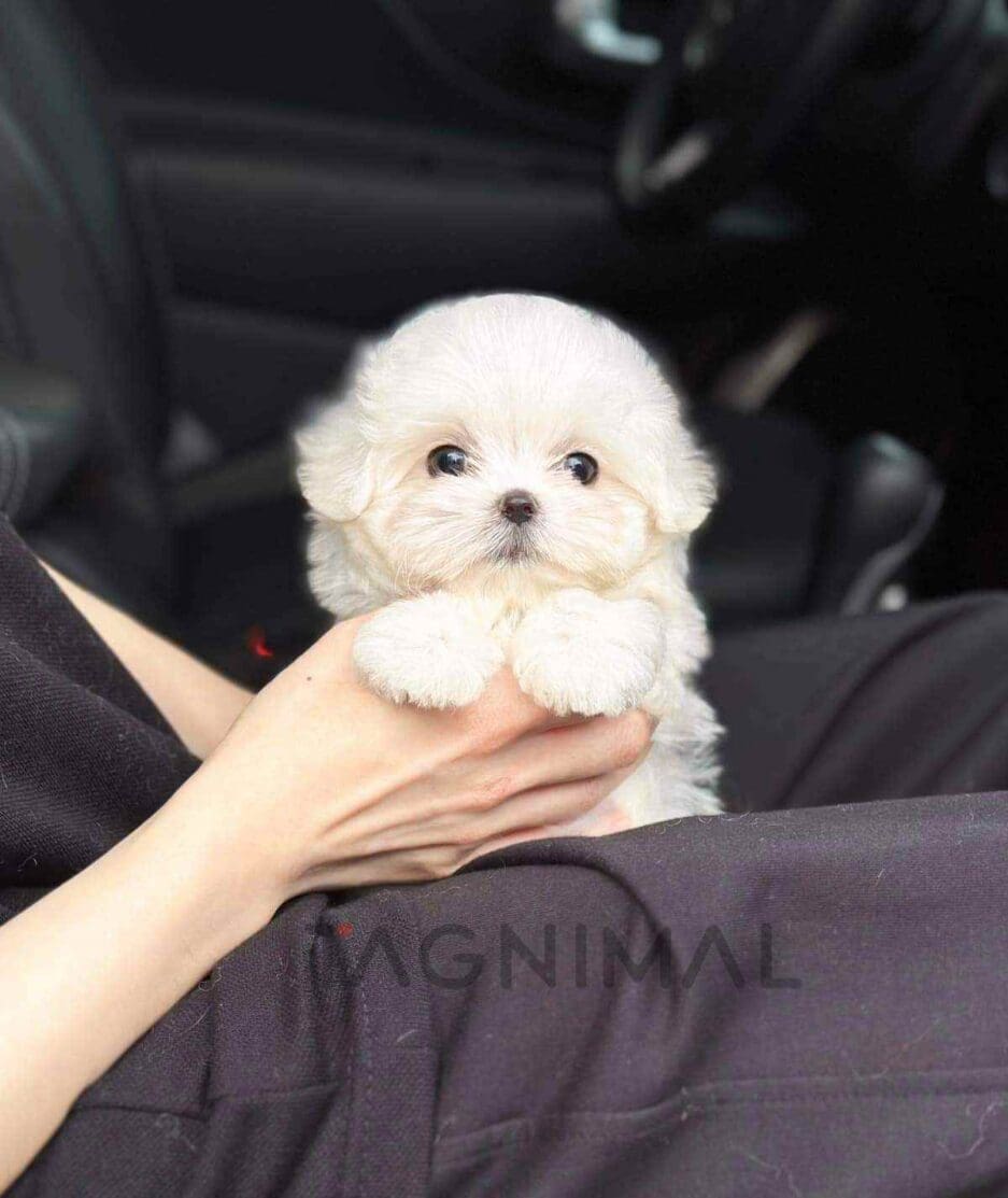 Maltese puppy for sale, dog for sale at Tagnimal