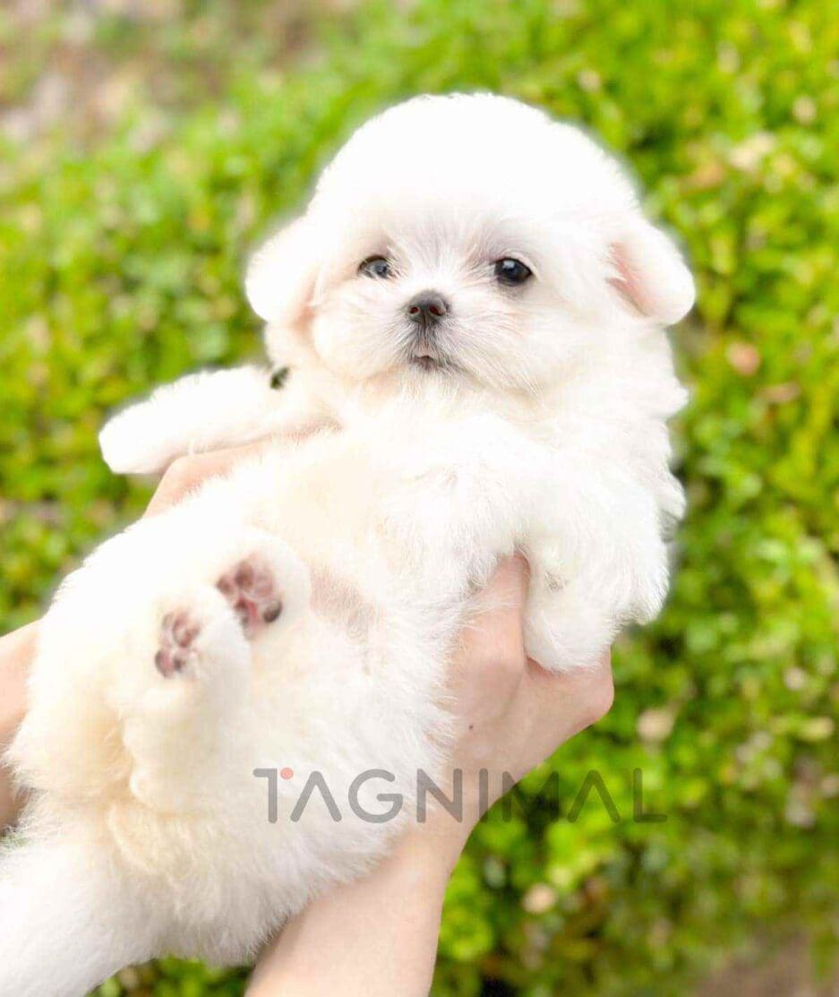 Maltese puppy for sale, dog for sale at Tagnimal