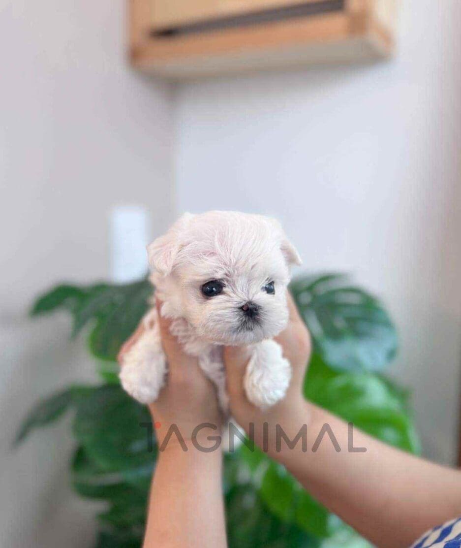 Maltese puppy for sale, dog for sale at Tagnimal