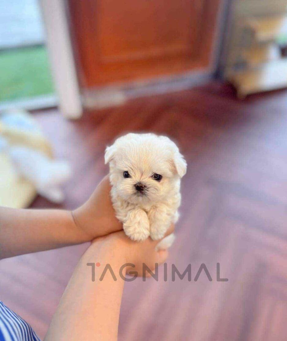 Maltese puppy for sale, dog for sale at Tagnimal