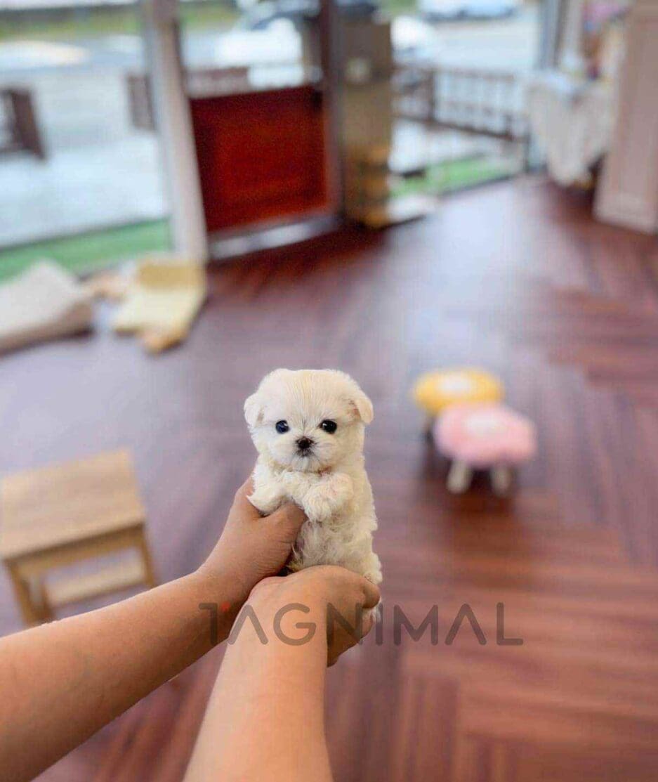 Maltese puppy for sale, dog for sale at Tagnimal