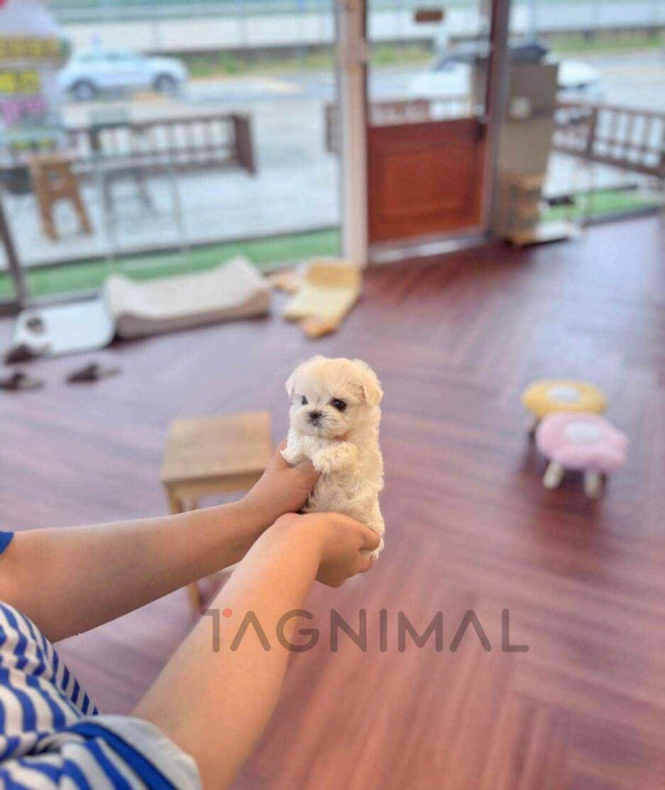 ขายลูกสุนัขมอลทีส ซื้อสุนัข ซื้อหมา ได้ที่ Tagnimal