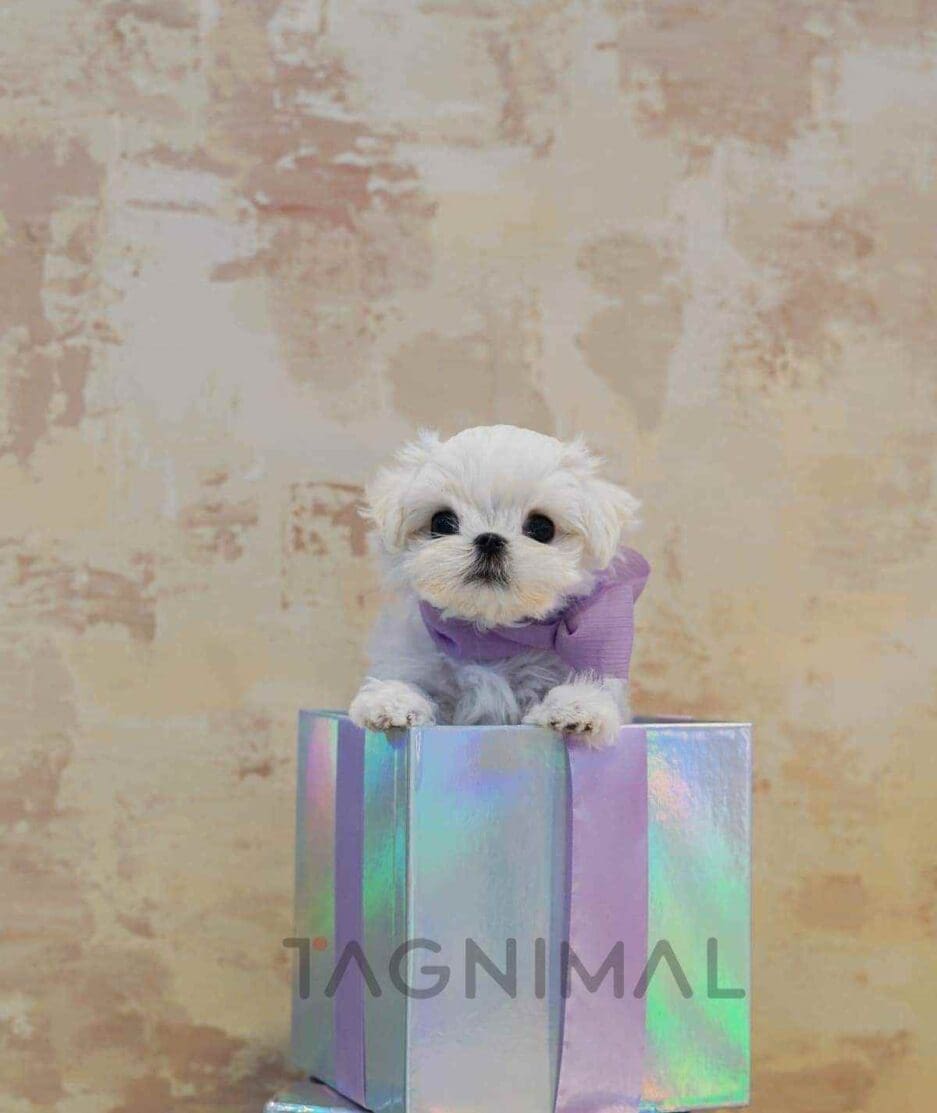 ขายลูกสุนัขมอลทีส ซื้อสุนัข ซื้อหมา ได้ที่ Tagnimal