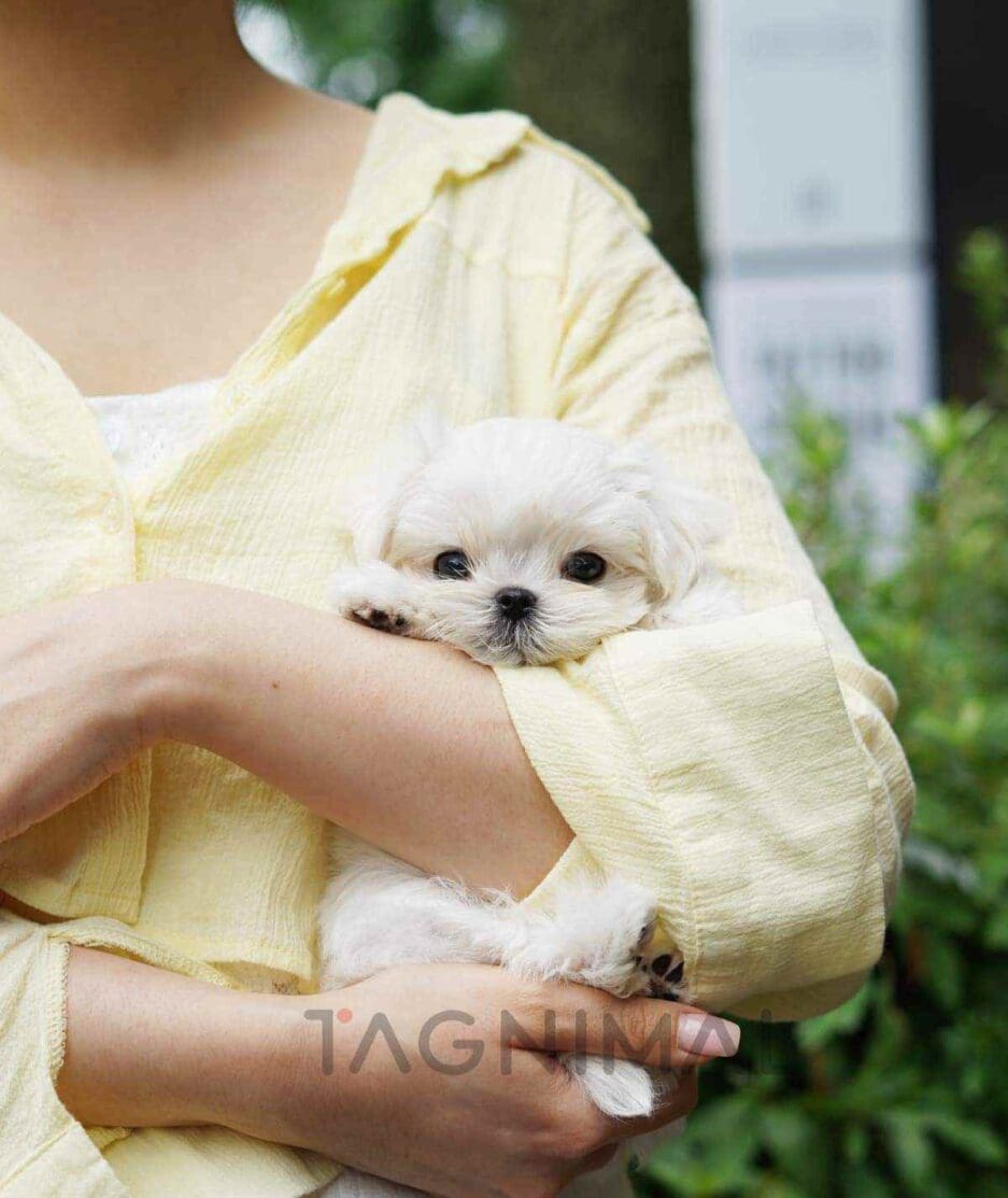 Maltese puppy for sale, dog for sale at Tagnimal