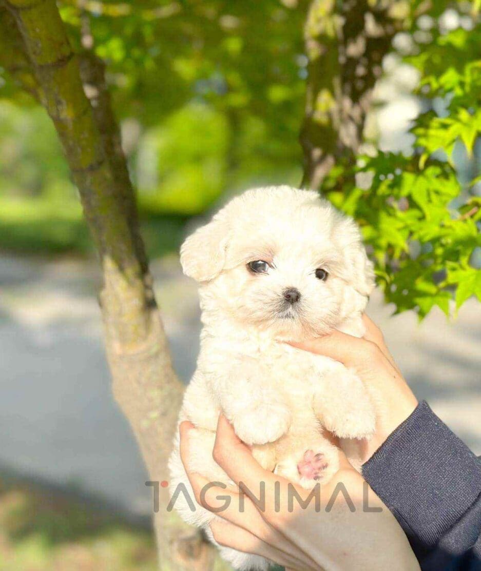 Maltichon puppy for sale, dog for sale at Tagnimal