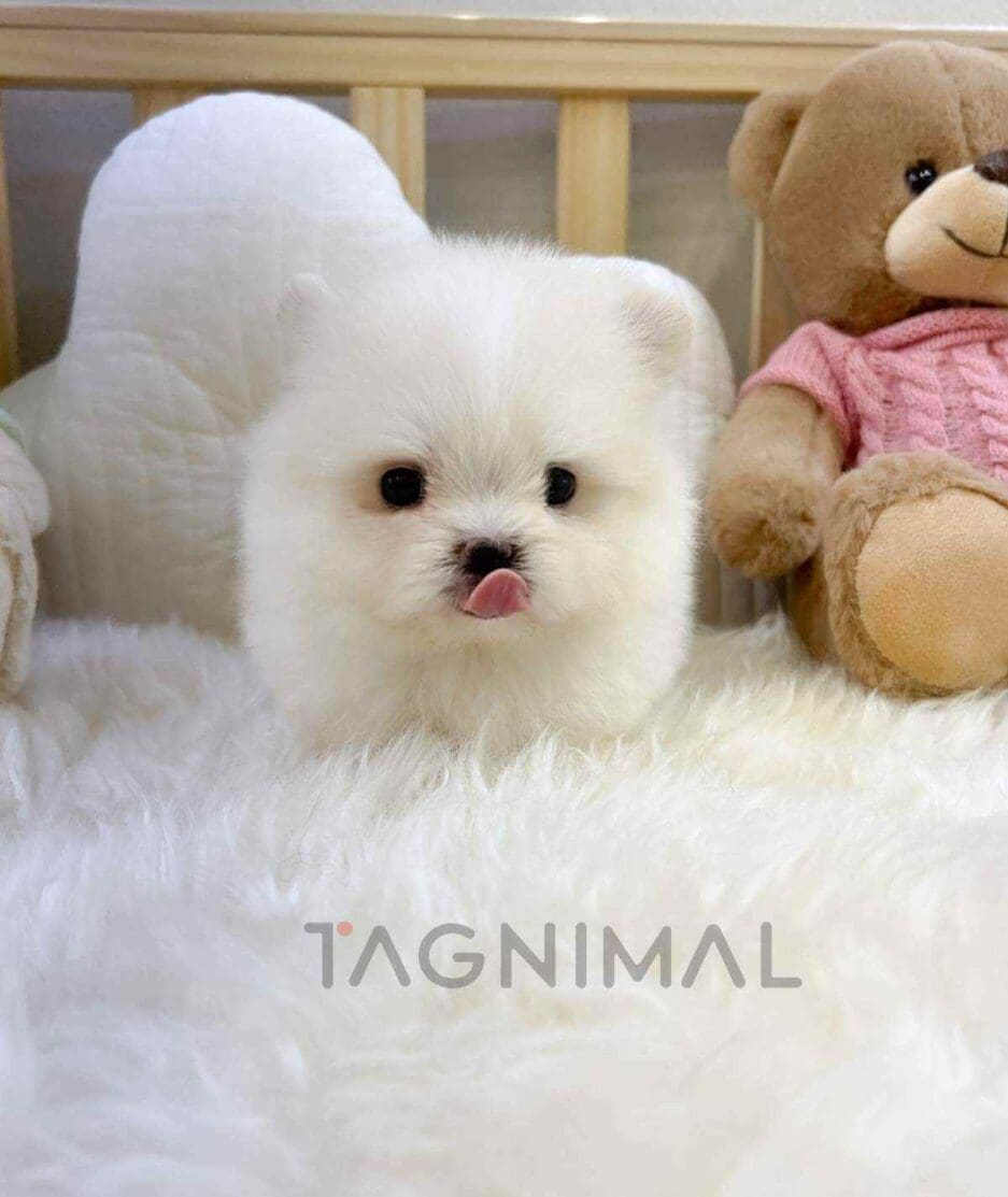 Maltipom puppy for sale, dog for sale at Tagnimal