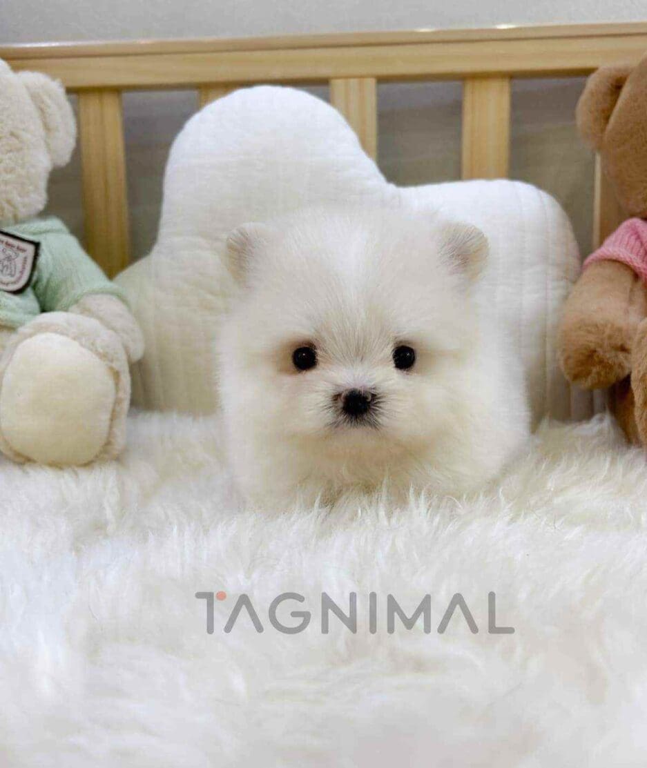 Maltipom puppy for sale, dog for sale at Tagnimal