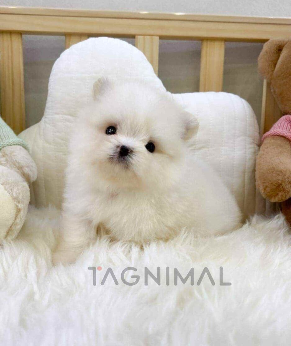 Maltipom puppy for sale, dog for sale at Tagnimal