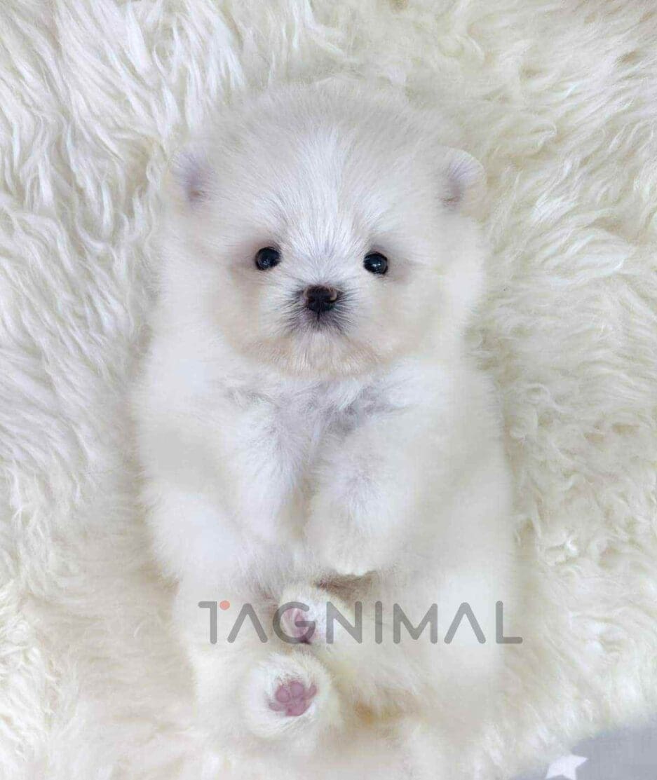 Maltipom puppy for sale, dog for sale at Tagnimal