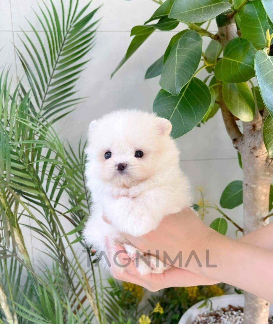 Maltipom puppy for sale, dog for sale at Tagnimal