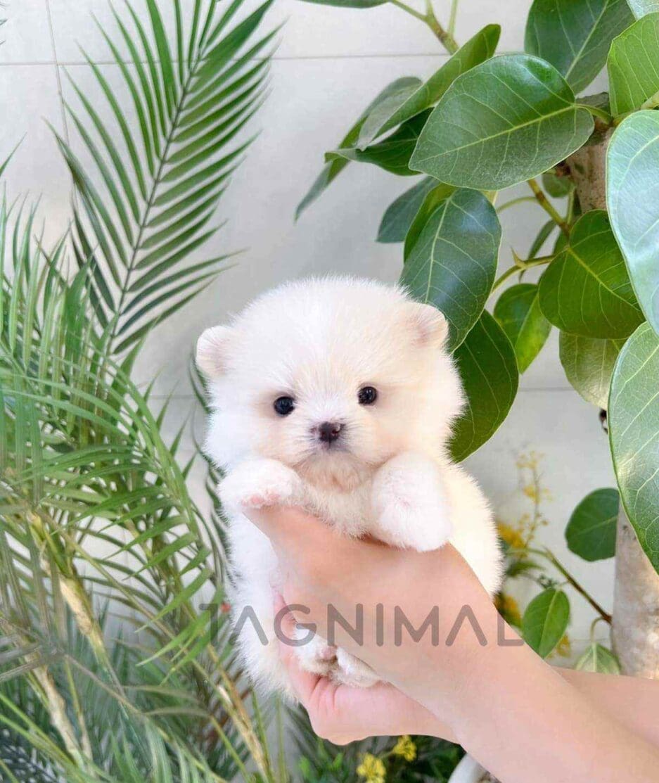 Maltipom puppy for sale, dog for sale at Tagnimal