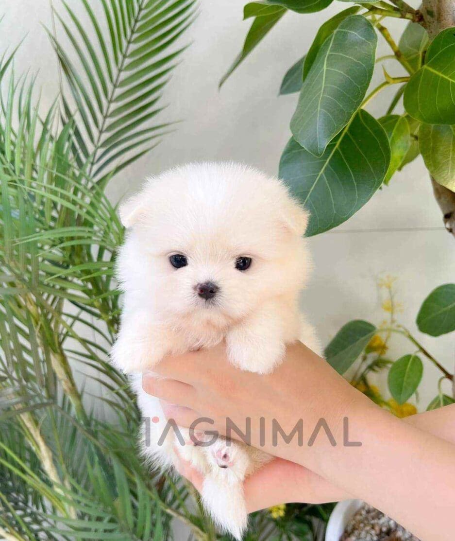 Maltipom puppy for sale, dog for sale at Tagnimal