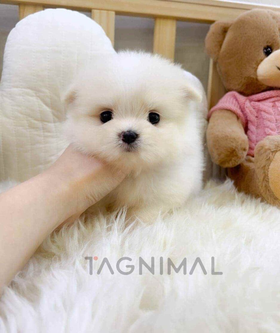 Maltipom puppy for sale, dog for sale at Tagnimal