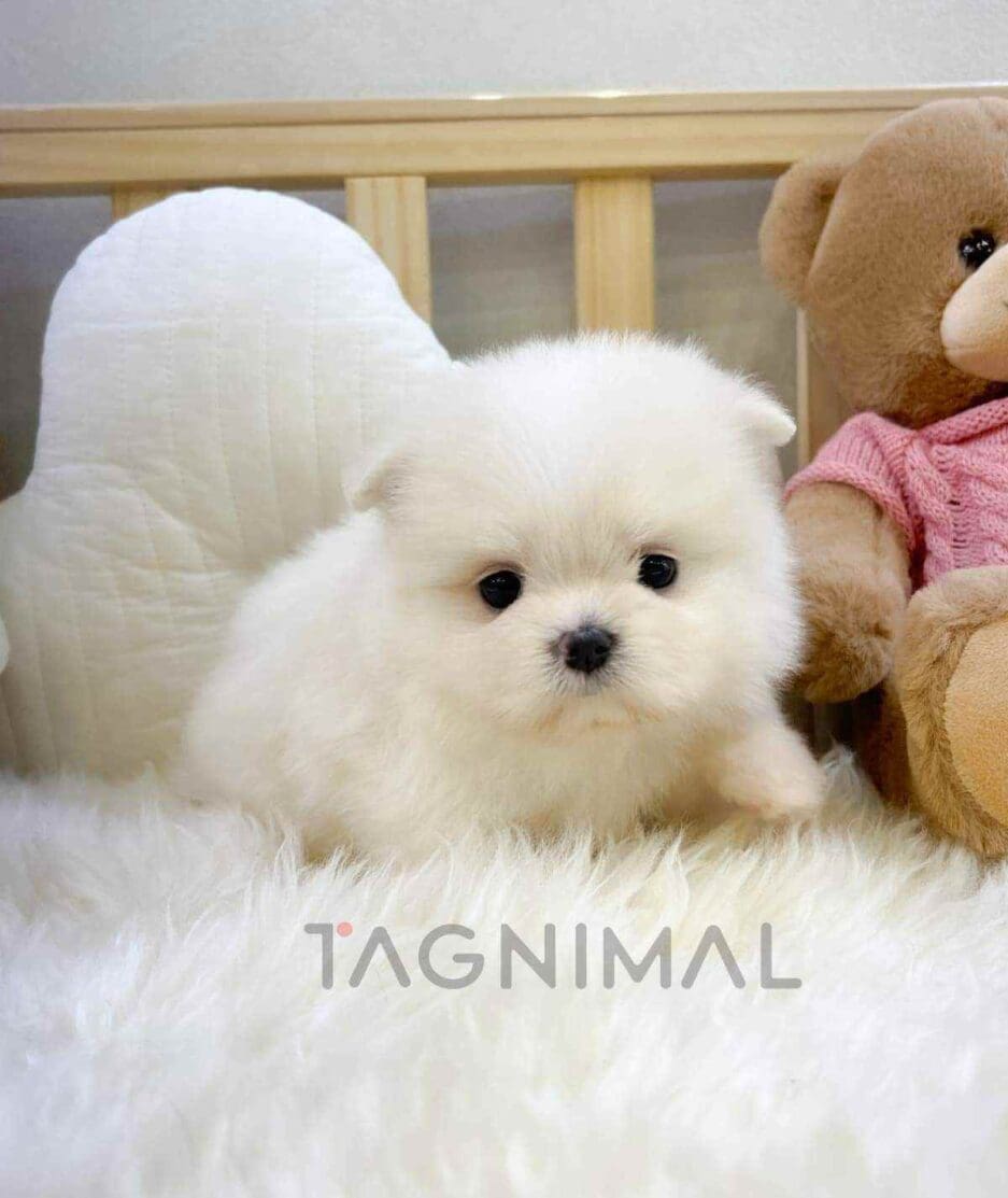 Maltipom puppy for sale, dog for sale at Tagnimal