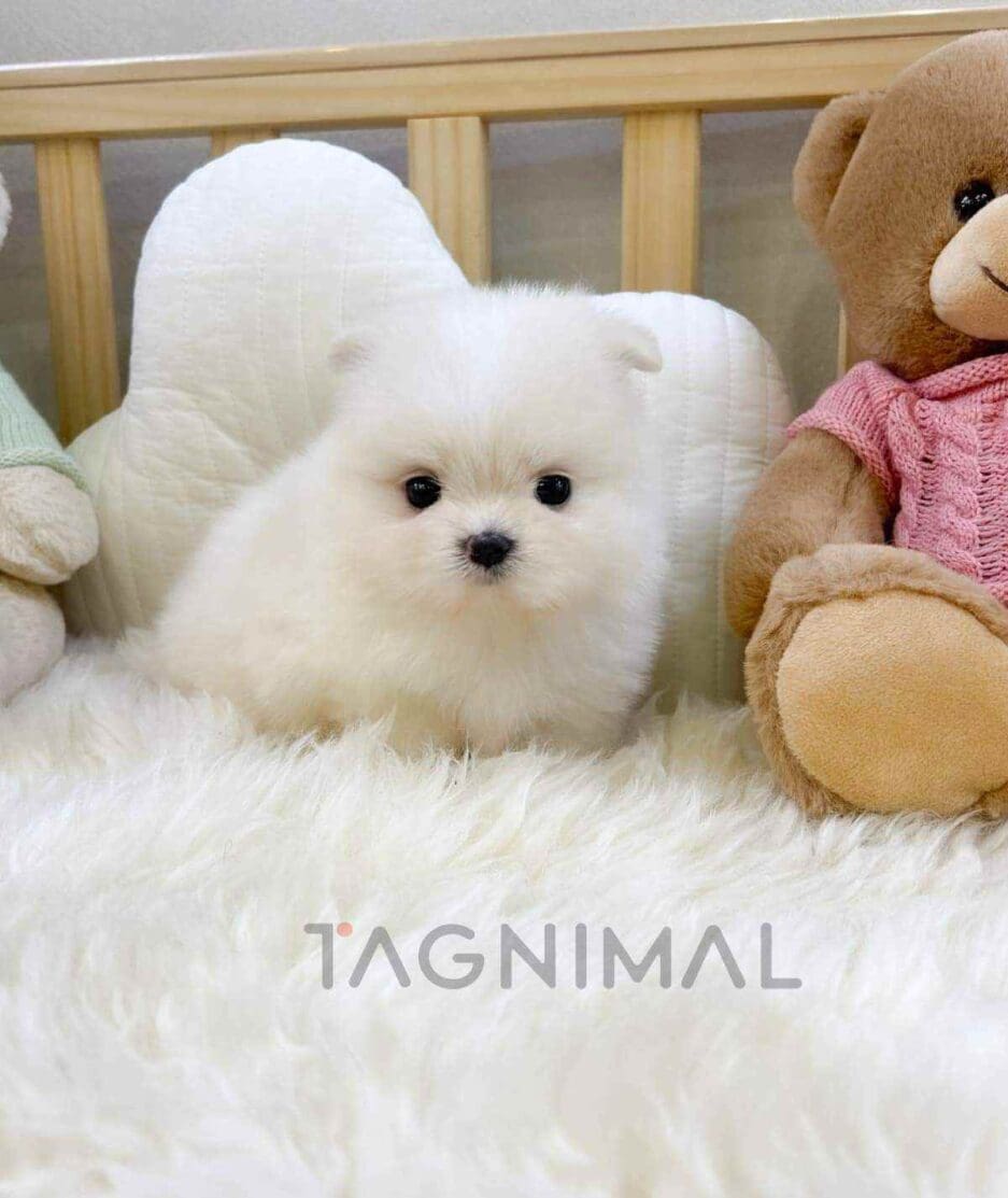 Maltipom puppy for sale, dog for sale at Tagnimal