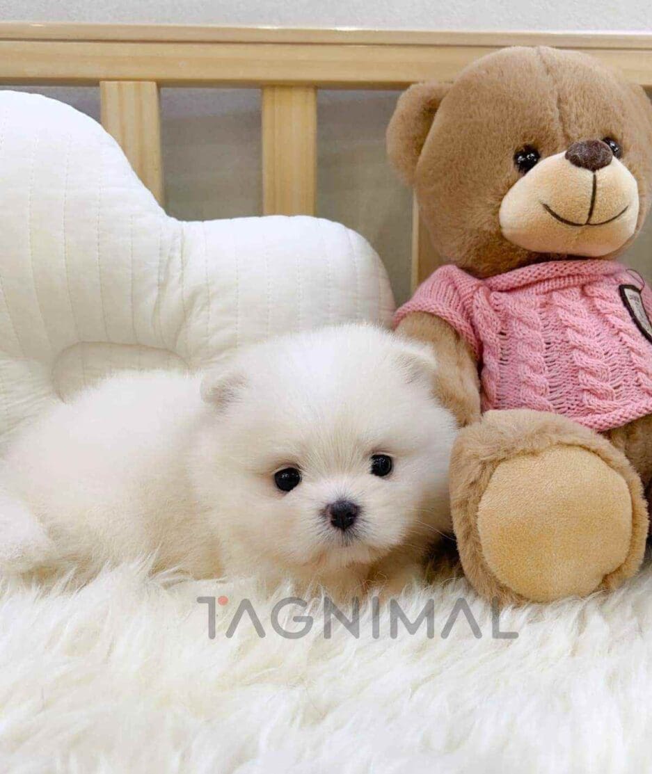 Maltipom puppy for sale, dog for sale at Tagnimal